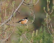 Masked Shrike_Troodos_200423d.jpg