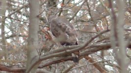 Cooper's hawk d.jpg