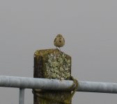 Meadow Pipit.jpg