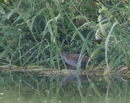 Baillon's Crake_Agia Varvara_210423a.jpg