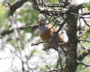 Cretzchmar's Bunting_Troodos_210423a.jpg