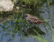 Little Stint_Agia Varvara_210423b.jpg