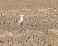 Lesser black backed gull.jpg