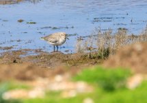 Sanderling.jpg