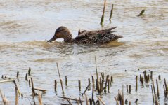 Gadwall.jpg