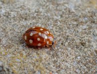 cream-spot ladybird ex P5050014_edited.jpg