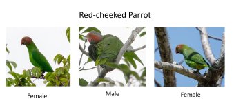 Red-cheeked Parrot.JPG