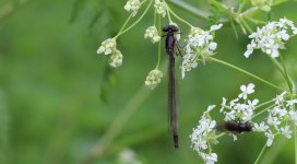 IMG_0058a Red-eyed Damselfly 7 May 2023 Lower Moor.jpg