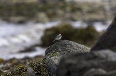 Pied : White Wagtail on rocks.jpg