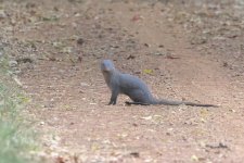 20230403 (23)_Grey_Mongoose.JPG