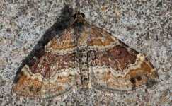 Red Twin-spot Carpet 001.jpg