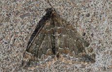 Common Marbled Carpet 002.jpg