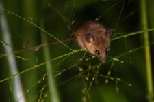 20230403 (74)_Asiatic_Long-tailed_Climbing_Mouse.JPG