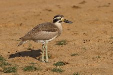 20230404 (4)_Great_Thick-knee.JPG