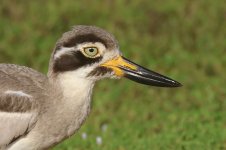 20230404 (8)_Great_Thick-knee.JPG