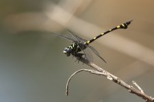 20230404 (24)_Indian_Common_Clubtail.JPG