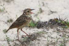 20230404 (43)_Jerdons_Bushlark.JPG