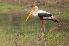 20230404 (66)_Painted_Stork.JPG