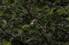 Willow Warbler among the pines.jpg