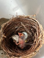 Baby Bird 2.jpeg