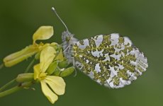 Orange-tip 002.jpg