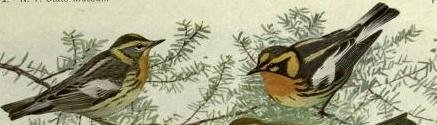 blackburnian warblers.jpg