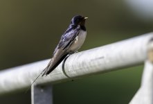 Swallow on the gate watching me.jpg