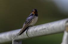 Swallow on the gate.jpg