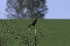 Buzzard by the reed beds.jpg