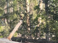 YosemiteBird1.jpeg