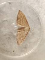 Idaea ochrata.jpg