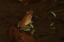 20230410 (26)_Sri_Lanka_Wood_Frog.JPG
