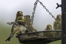 20230517 - Greenfinches galore - four young.jpg