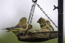 20230517 - Greenfinch young.jpg