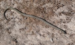 Snake - Spain Anadusia - Sierra De Las Nieves NP - 23Apr29 - 08-0385 orig.jpg