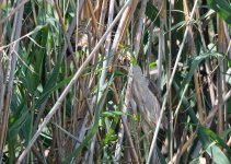 Little Bittern 01.jpg