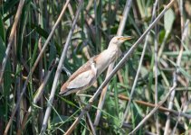 Little Bittern 04.jpg