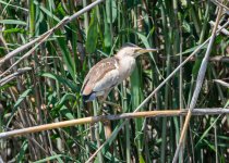 Little Bittern 05.jpg