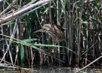 Little Bittern.jpg