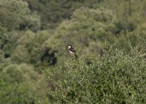 Woodchat Shrike.jpg