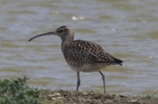 BF Whimbrel B.jpg