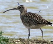 BF Whimbrel C.jpg