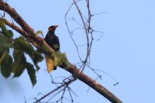 20230411 (23)_Lesser_Hill_Myna.JPG