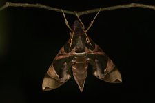 20230411 (29)_Oleander_Hawk_Moth.JPG