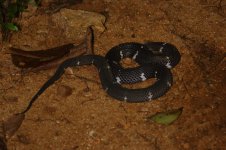 20230411 (30)_Sri_Lanka_Wolf_Snake.JPG