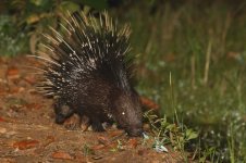 20230411 (34)_Indian_Crested_Porcupine.JPG