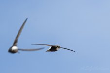 Little-Swift-(148)-fbook.jpg