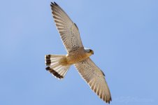 Lesser-Kestrel-(78)-fbook.jpg