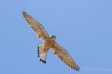 Lesser-Kestrel-(181)-fbook.jpg