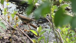 waterthrush b.jpg